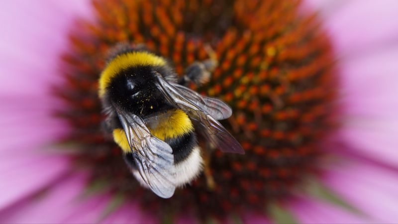 bumble bee, flower, macro, 4k