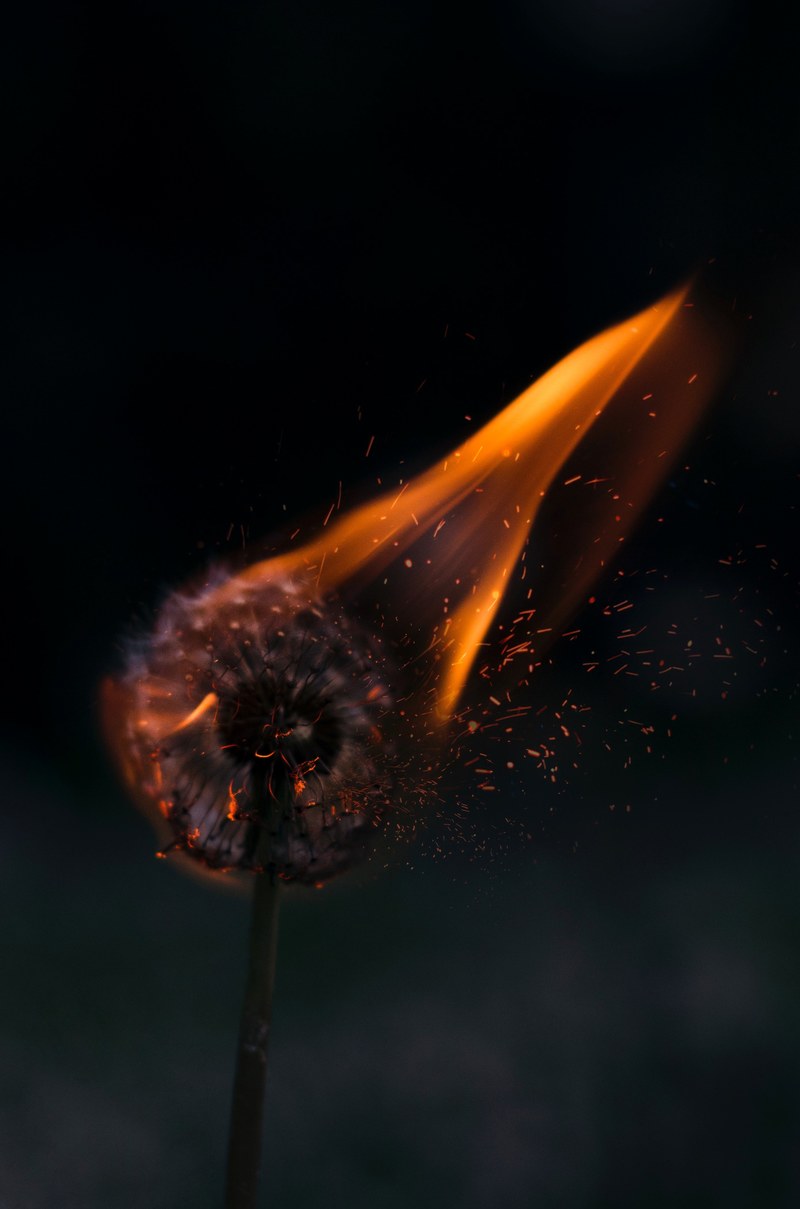 a dandelion on fire, burning dandelion 4k