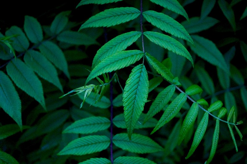 a close up of long branches with moist lanceolate leaves, wet lance like leaves 4k