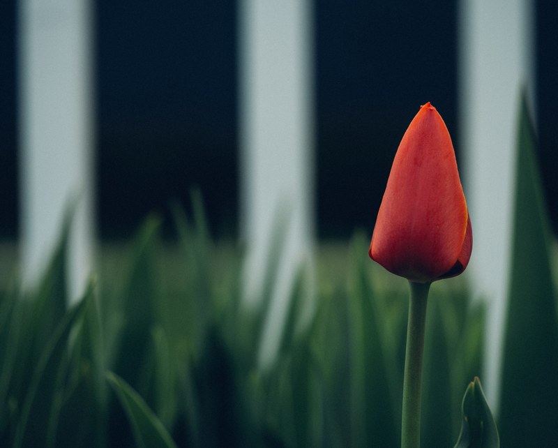 macro single red tulip bud in nature in spring, lone red tulip 4k