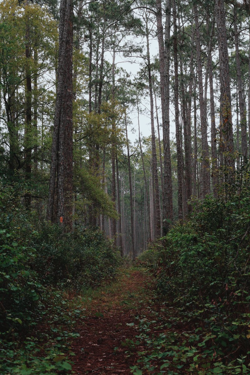 path forest and tree hd, 4k