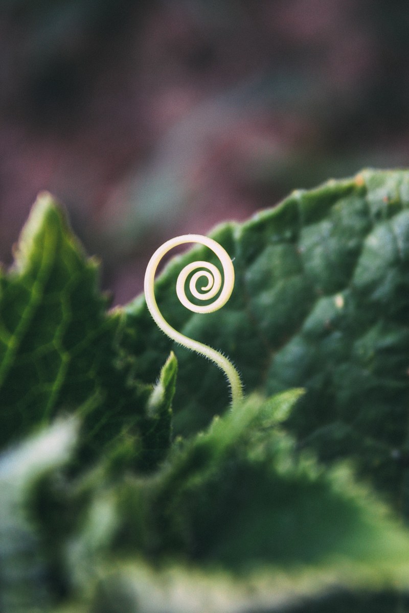 plant close up shoot and young hd, 4k