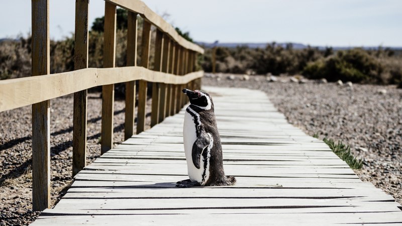 a little penguin standing on a path in pennsula valds, pennsula valds penguin 4k