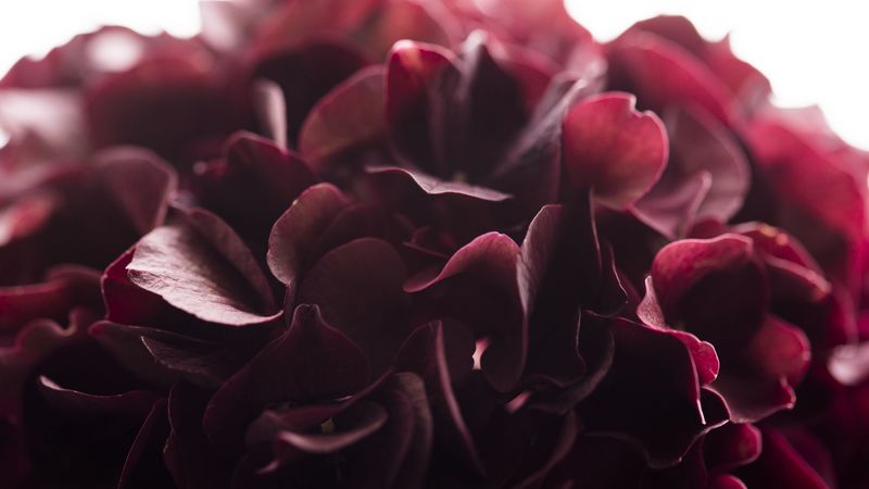 hydrangea, flower, close-up, 4k