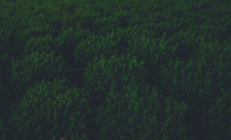 green plant nature and landscaping 4k