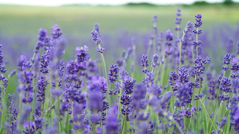 lavender, flowers, field, blurred, 4k