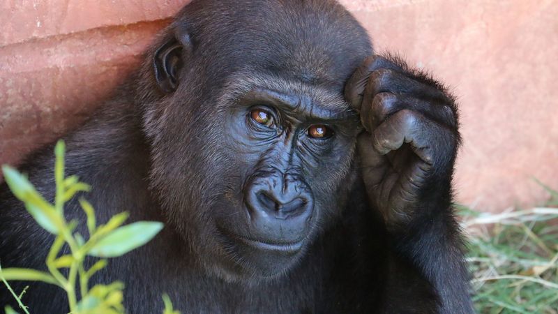 gorilla, monkey, primate, 4k