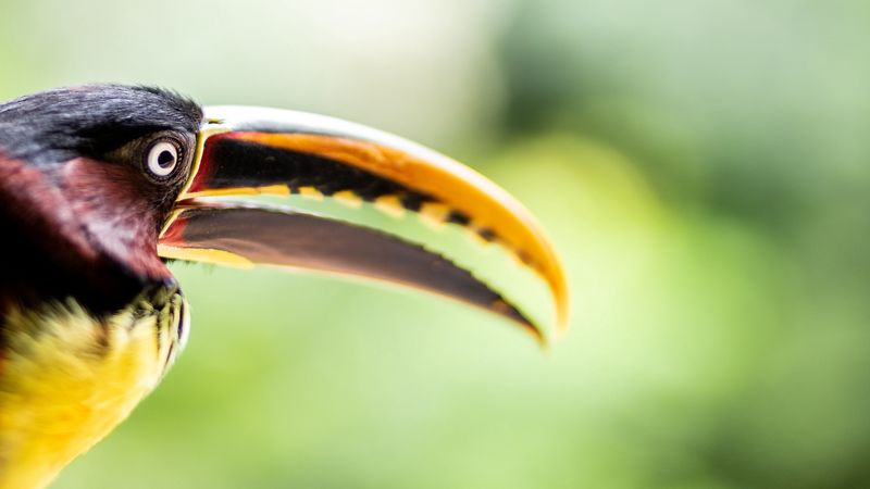 toucan, bird, beak, eye, 4k