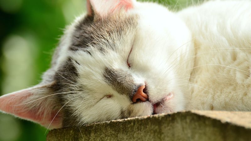 cat, face, sleep, 4k