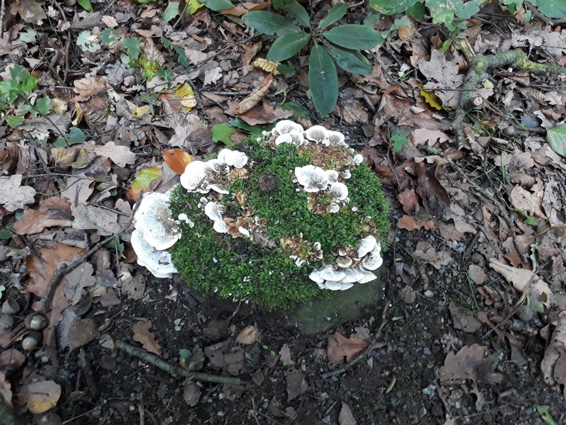 auch schne pilze kann man hier finden 4k