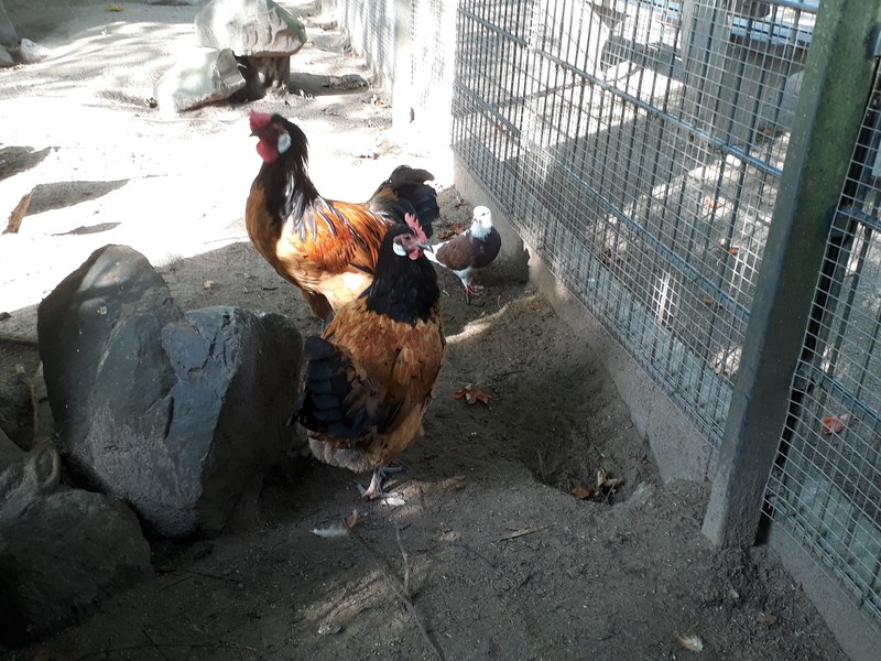 welches ist kein huhn 4k