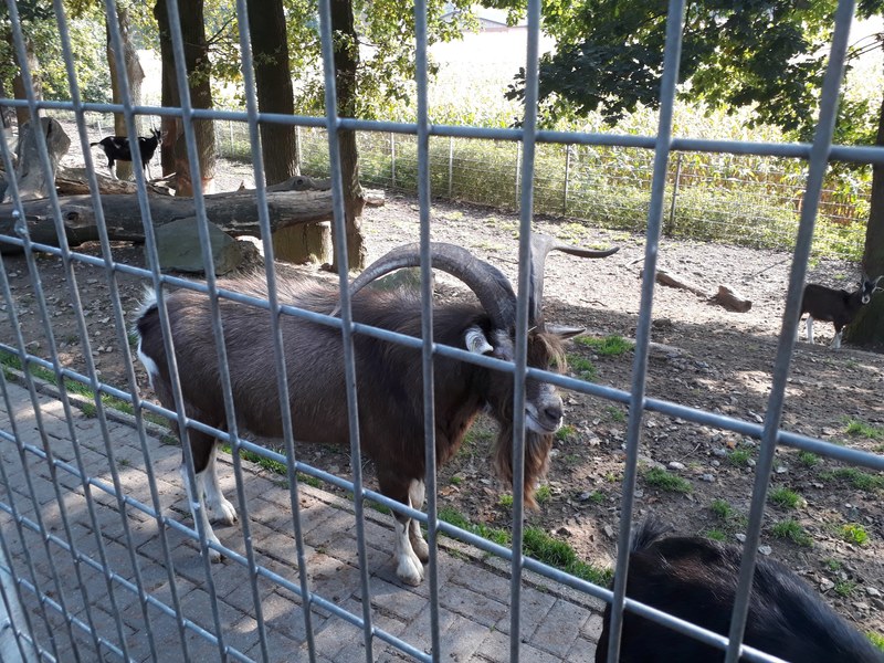 der bock lsst sich auch sehen 4k