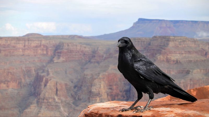 crows, bird, canyon, 4k