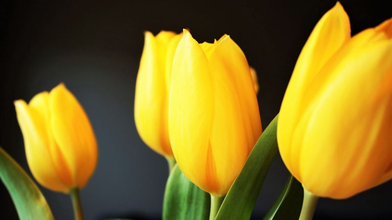 tulip, flowers, yellow, blur, 4k