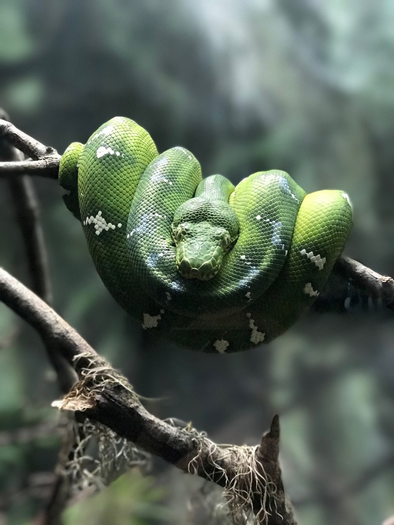 snake green branch and scales hd, 4k
