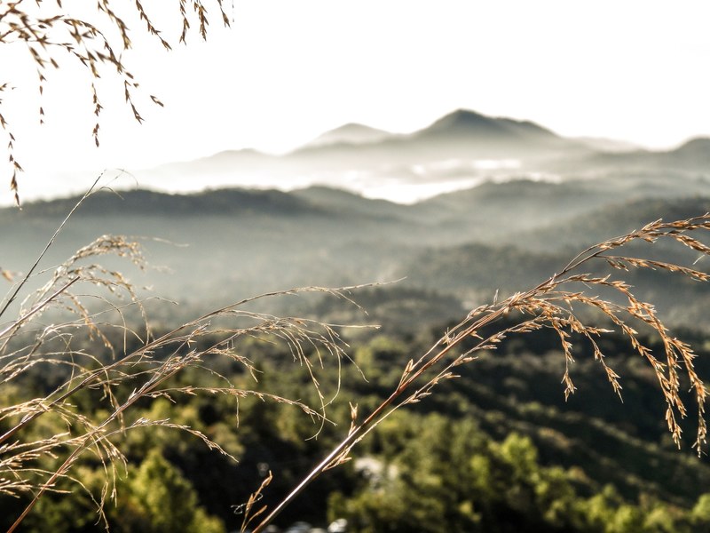 dry blades of grass against a blurry mountain landscape in the background, mountains seen from a patch of grass 4k