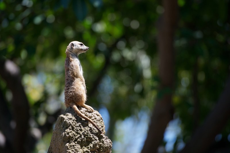 meerkat looking ahead while on top of a rocky structure, meerkat on rock 4k