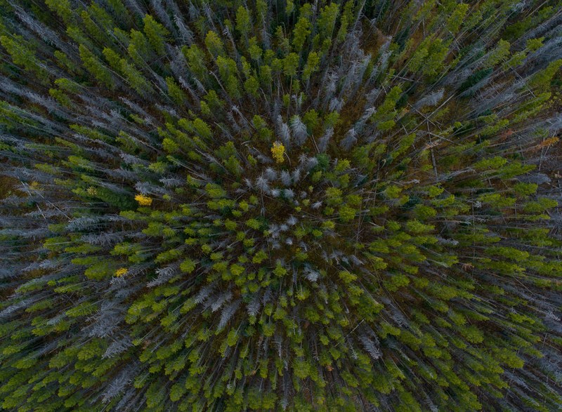 a drone shot of green and gray trees in a forest, green and gray trees 4k