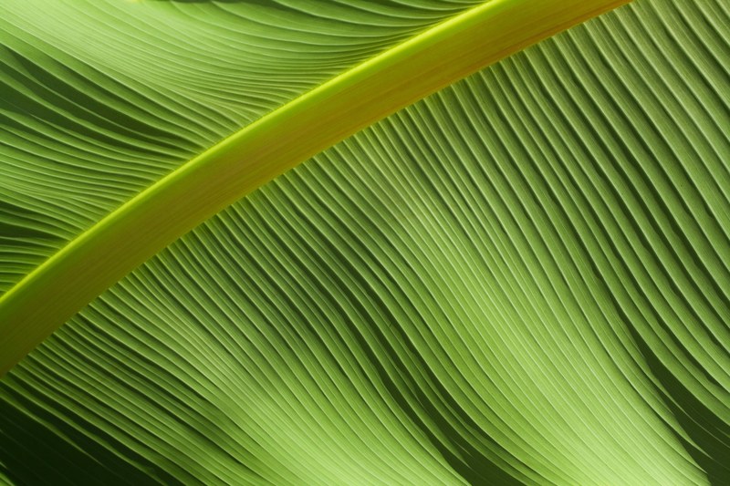 macro shot of a leaf in the middle of the stem in rhs garden wisley, macro shot of leaf 4k