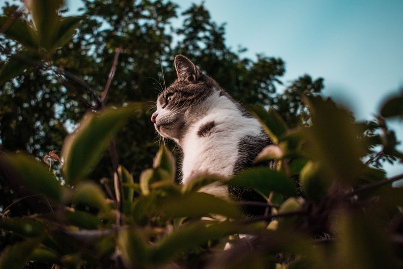 cat garden leaves and leaf 4k