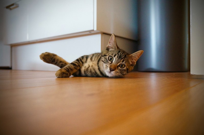 kitten cat on floor and cat on floor 4k