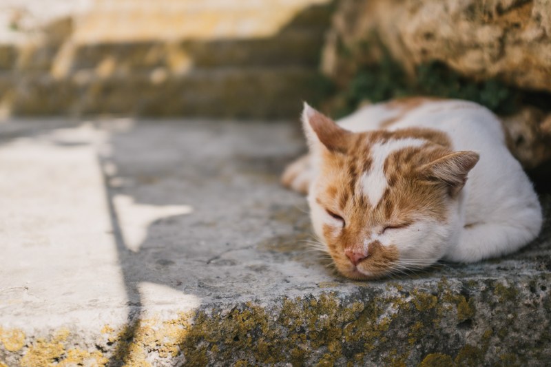 cat feline pavement and shadow 4k