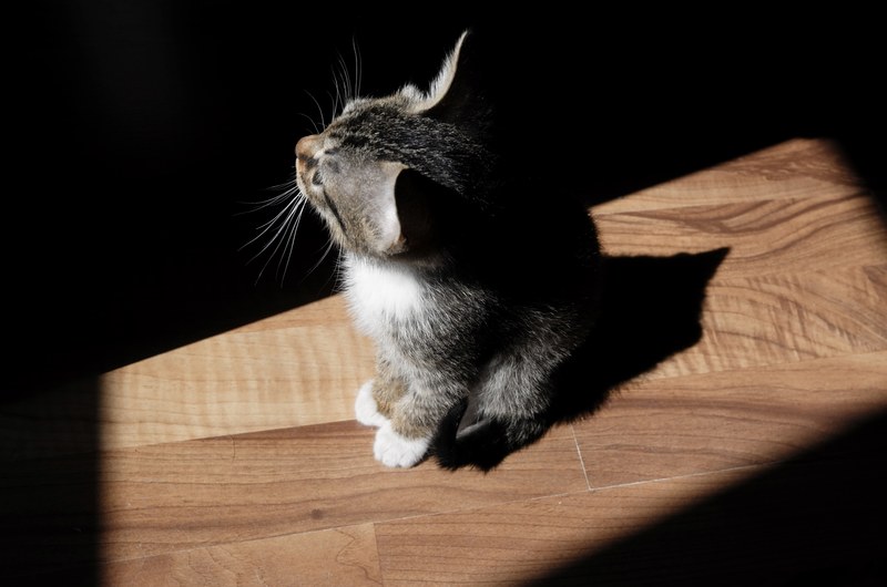 a high angle shot of a tabby kitten sitting in a patch of sunlight on a wooden floor, cat in a sunny patch 4k