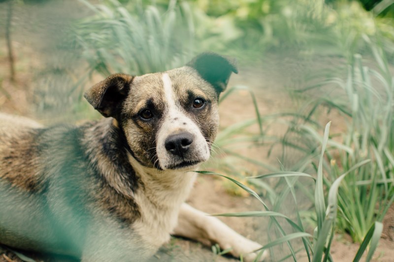 a vigilant dog lying among blades of grass and looking straight at the camera, earnest dog in the grass 4k