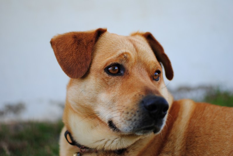 dog animal pet and puppy 4k