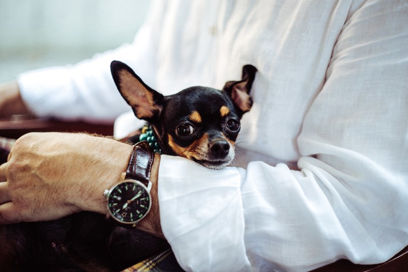 a small chihuahua on the lap of a man in a white shirt, lap dog 4k
