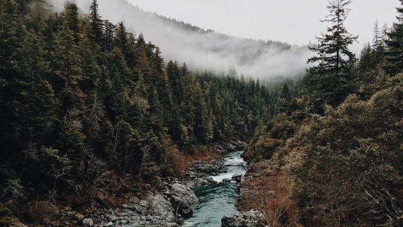a clear stream on a rocky bed in a foggy forest, stream in a misty forest 4k