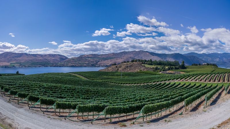 vineyard, field, lake, 4k