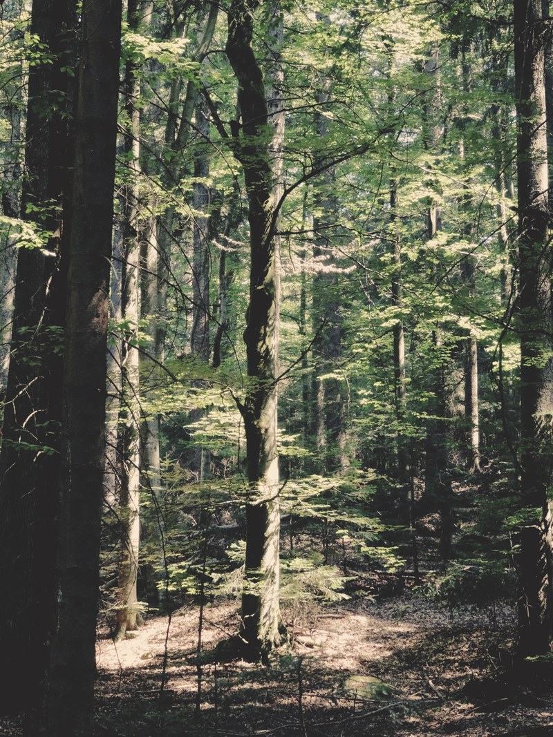 tree forest wood and leaf hd, 4k