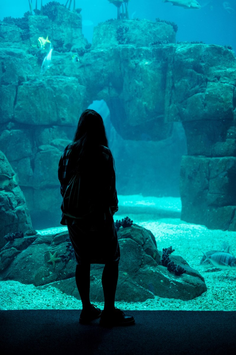 silhouette blue aquarium and oceanarium hd, 4k