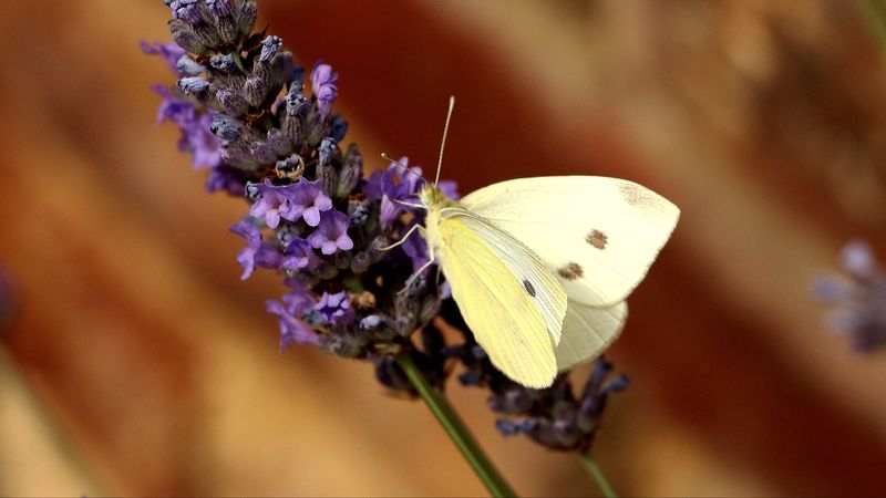 butterfly, flower, insect, 4k