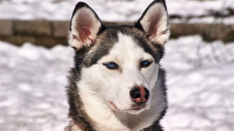 husky, dog, muzzle, snow, 4k