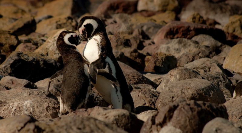 penguins in love form a heart shape together with their plumage, for the love of seabirds 4k