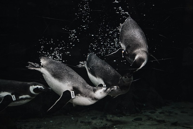 group of penguins swimming underwater with bubbles having fun aquarium of the pacific, waddle we do today 4k