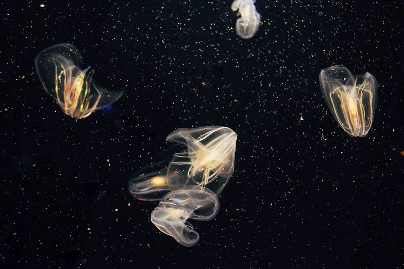 water jellyfish marine life and underwater 4k
