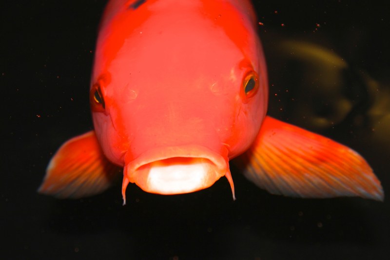 fish koi underwater and red 4k
