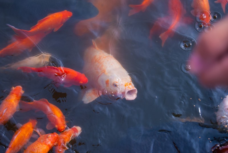 school of orange koi fish open their mouths in the water for food, koi pond 4k