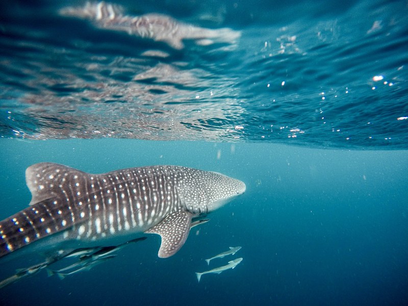 a whale swimming underwater, _whale swimming 4k