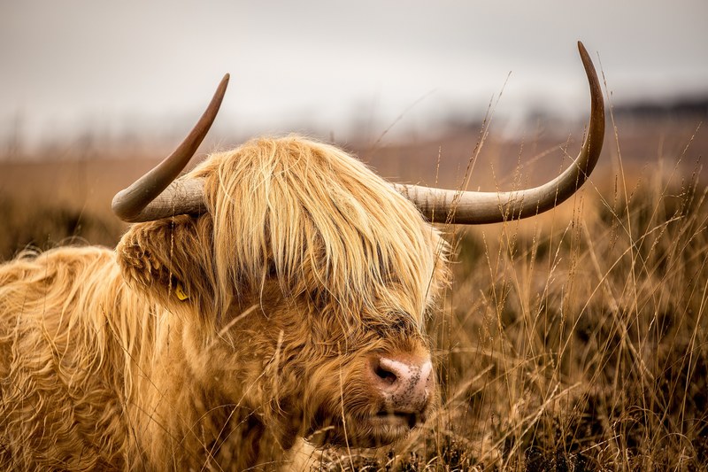 a highland cattle with long horns in a large tall field, highland cattle 4k