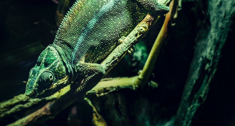 a chameleon blending into the green background, chameleon 4k