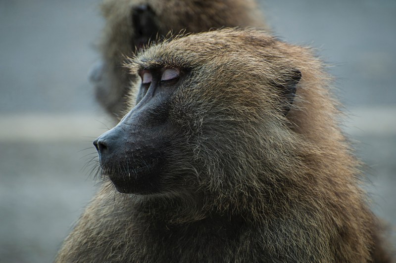macro of monkeys face with eyes closed and light brown fur, monkey closed eyes 4k