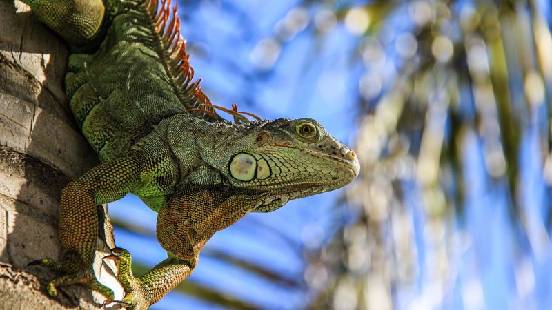 salamander, reptile, amphibian, 4k