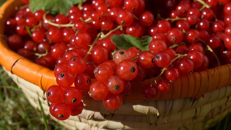currants, red currants, berries, ripe, basket, 4k