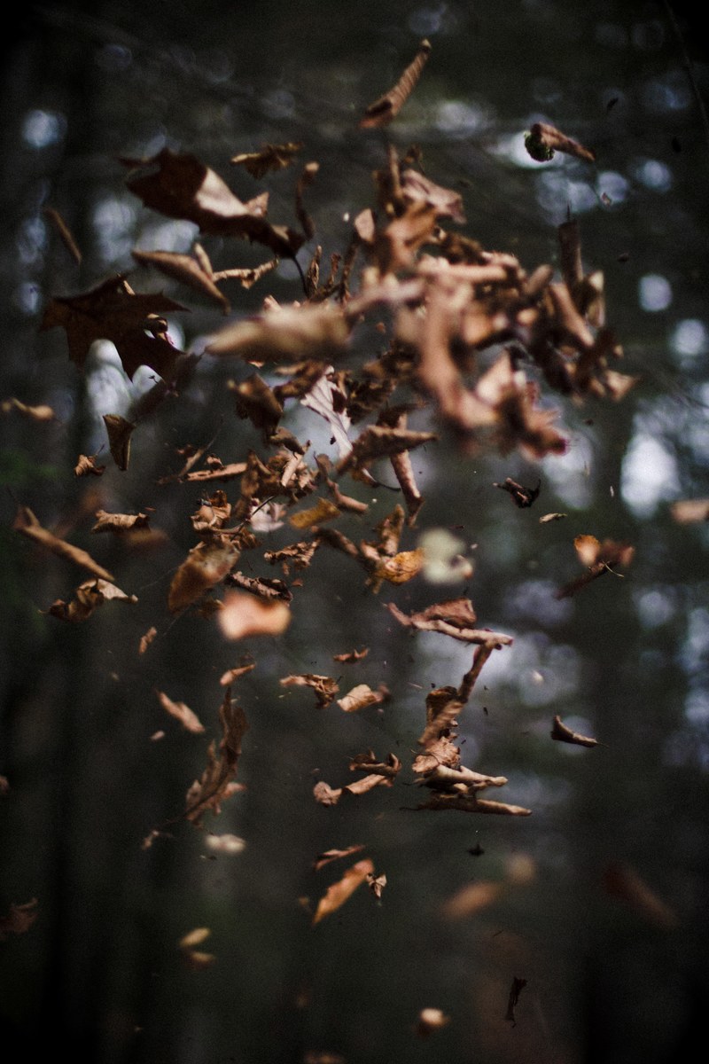leaves autumn fall and falling hd, 4k