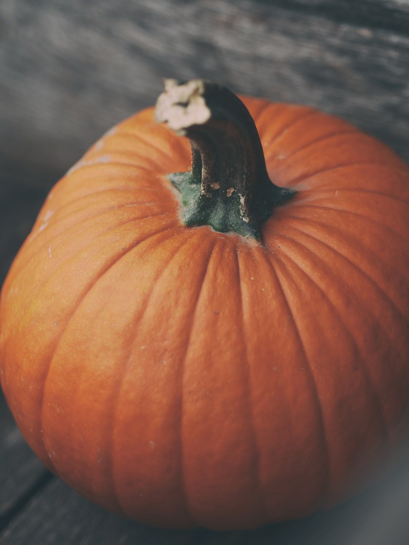 harvest gourd pumpkin and halloween hd, 4k