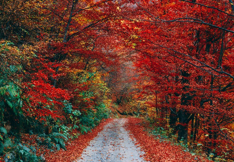 if you take this road youll get to fall country 4k
